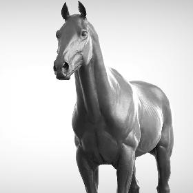 3D Base Horse v2
